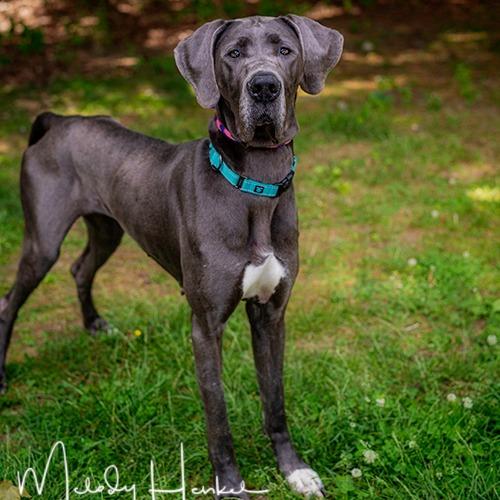Blue, a Adoptable Great Dane in Brockton, MA image 1/3