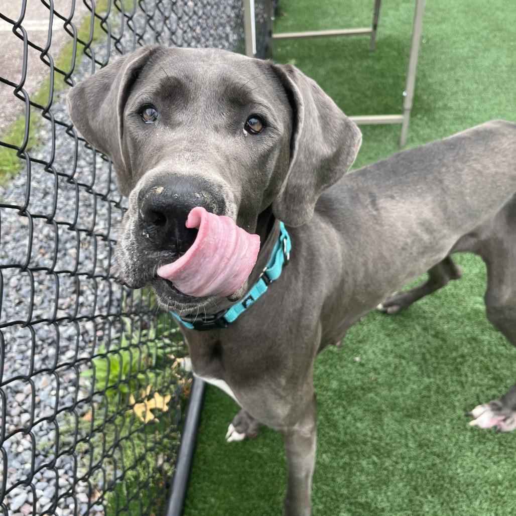 Blue, a Adoptable Great Dane in Brockton, MA image 2/3