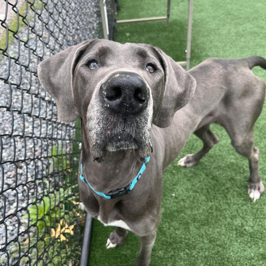 Blue, a Adoptable Great Dane in Brockton, MA image 3/3