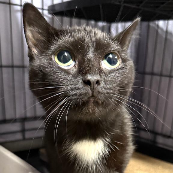 Enlarge 25-183 Luna, a Adoptable Domestic Short Hair in North Branford, CT image 1/1