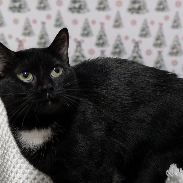 25-183 Luna (w Birch), Adoptable, Adult Female Domestic Short Hair.