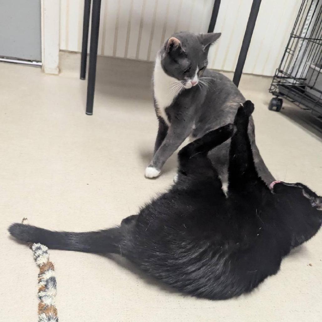 Enlarge 25-183 Luna (w Birch), a Adoptable Domestic Short Hair in North Branford, CT image 2/5