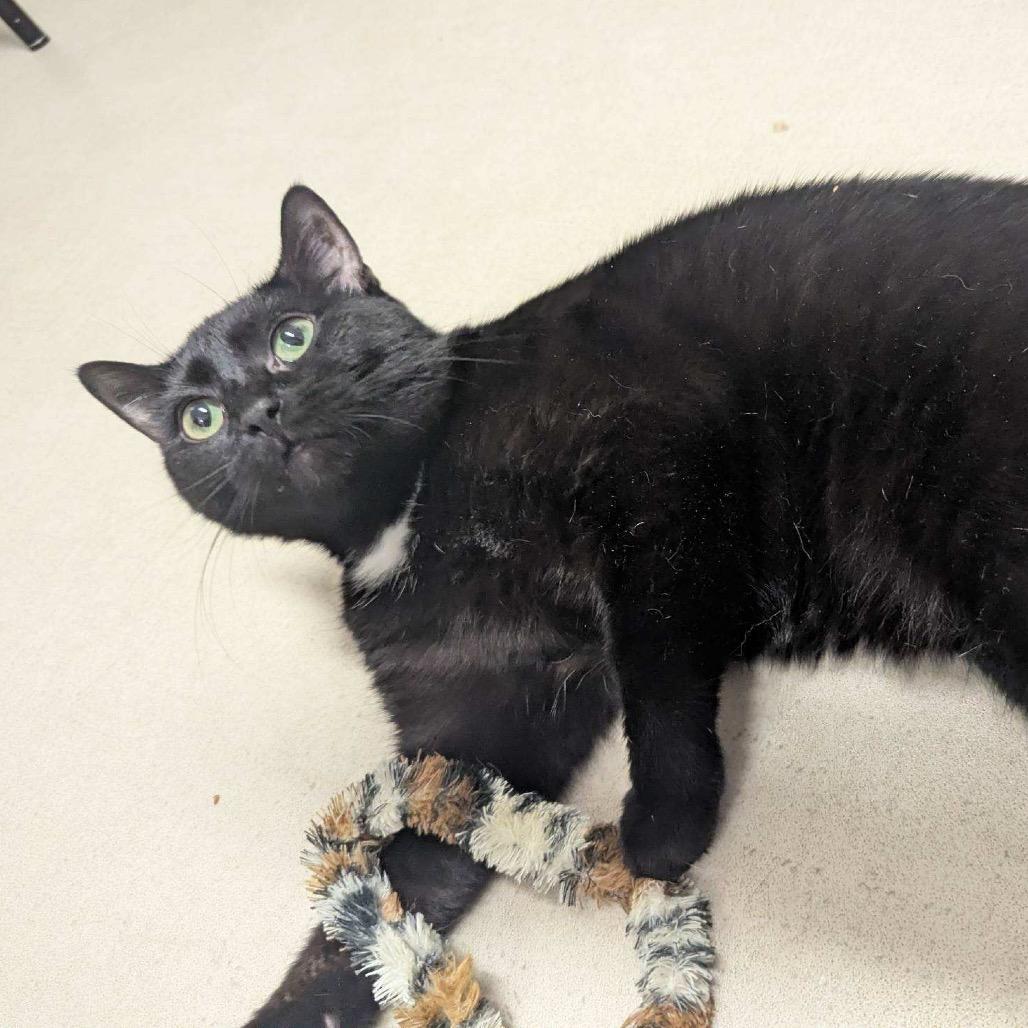 Enlarge 25-183 Luna (w Birch), a Adoptable Domestic Short Hair in North Branford, CT image 4/5