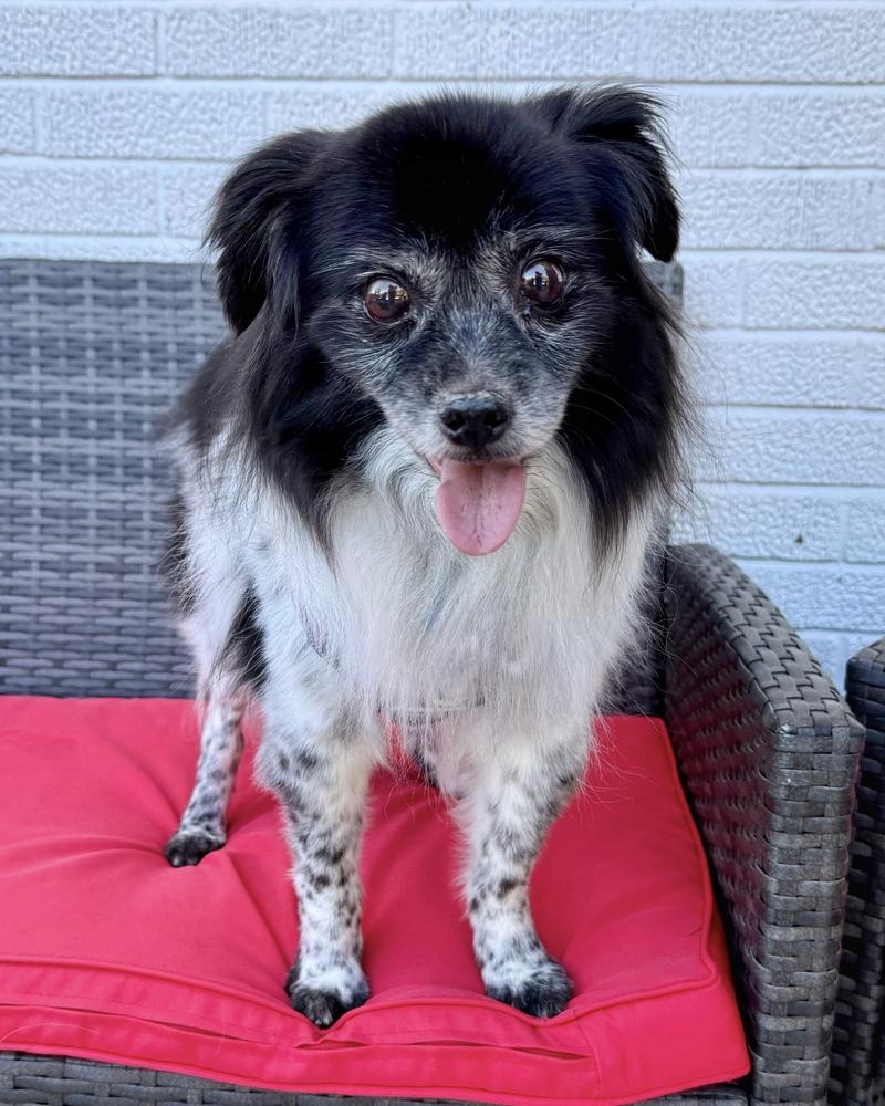 Stevie, Adoptable, Senior Male Australian Shepherd.
