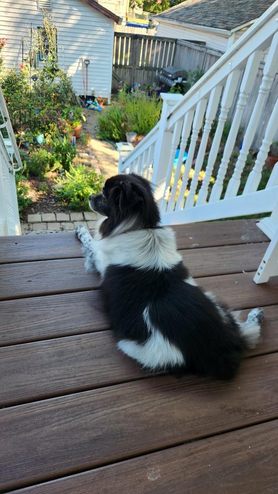Enlarge Stevie, a Adoptable Australian Shepherd in Troy, IL image 2/6