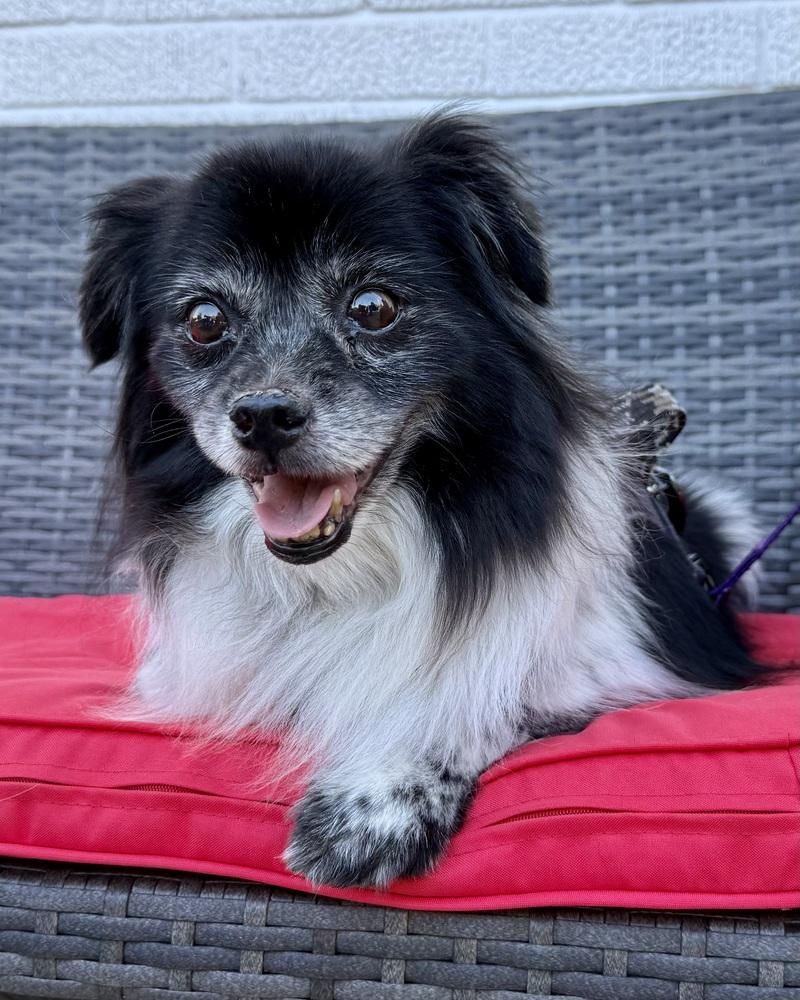 Enlarge Stevie, a Adoptable Australian Shepherd in Troy, IL image 3/6