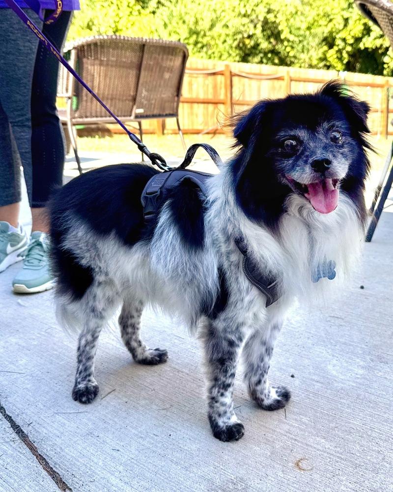 Enlarge Stevie, a Adoptable Australian Shepherd in Troy, IL image 4/6