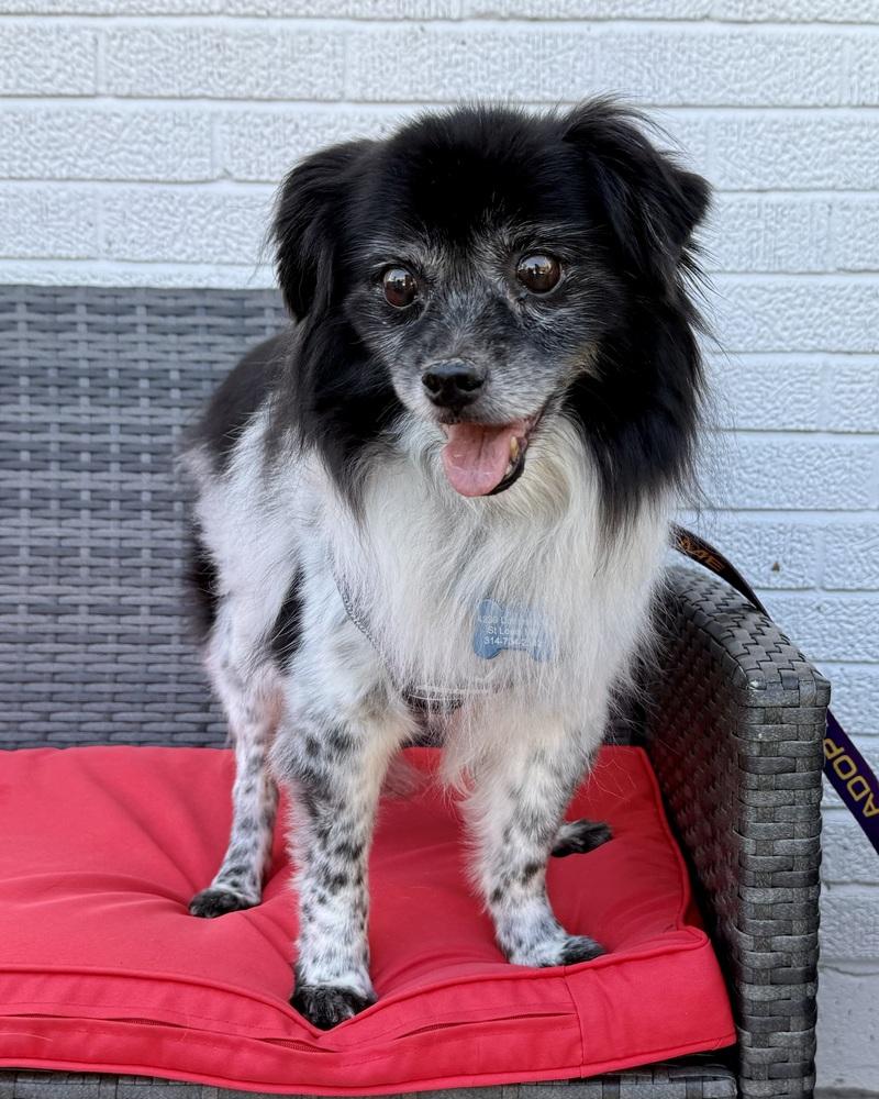 Enlarge Stevie, a Adoptable Australian Shepherd in Troy, IL image 5/6