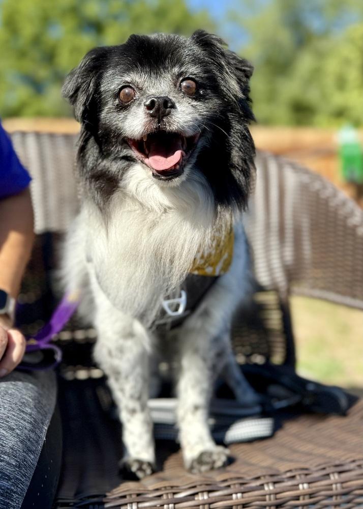 Enlarge Stevie, a Adoptable Australian Shepherd in Troy, IL image 6/6