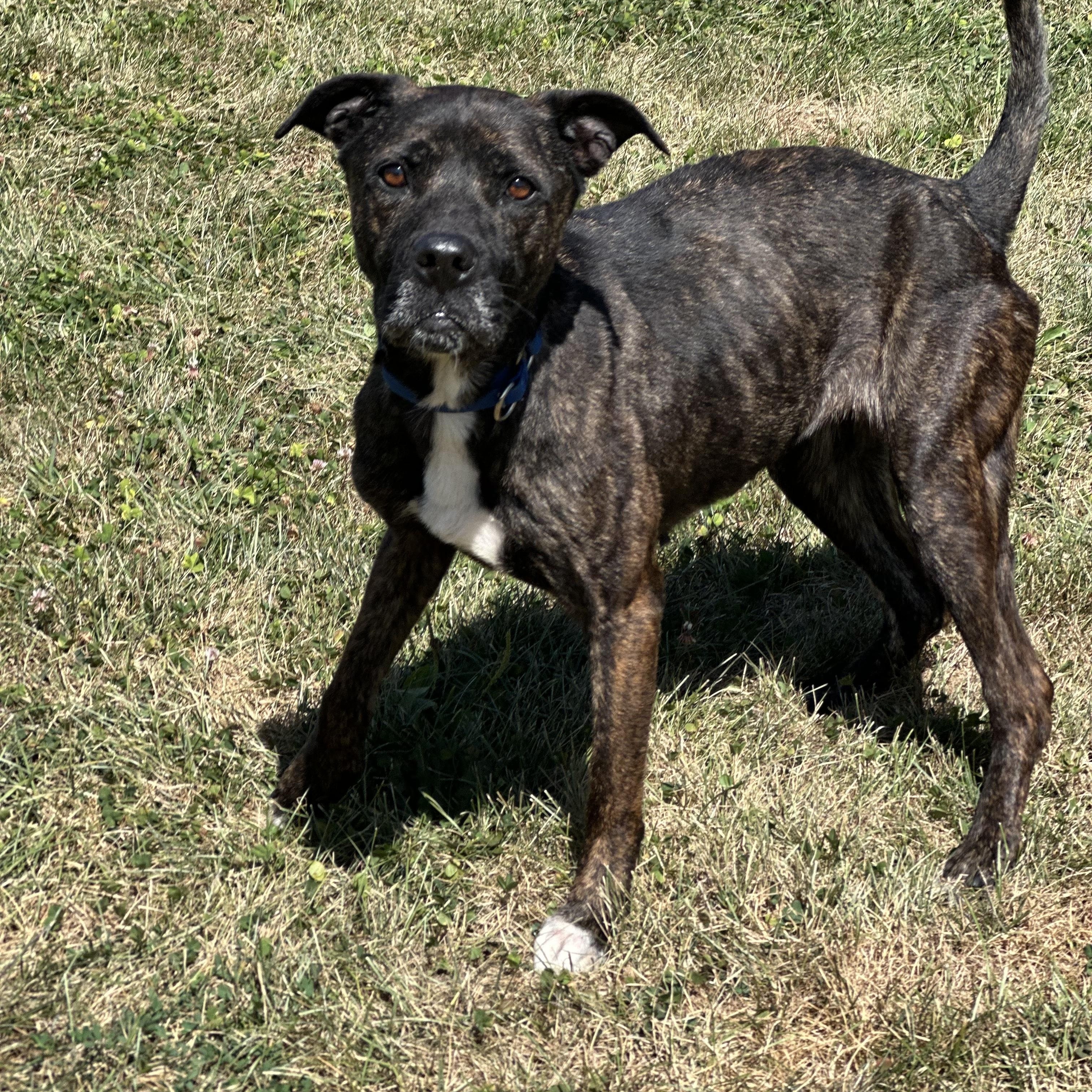 Enlarge Kenni, a Adoptable Plott Hound in Indiana, PA image 1/1