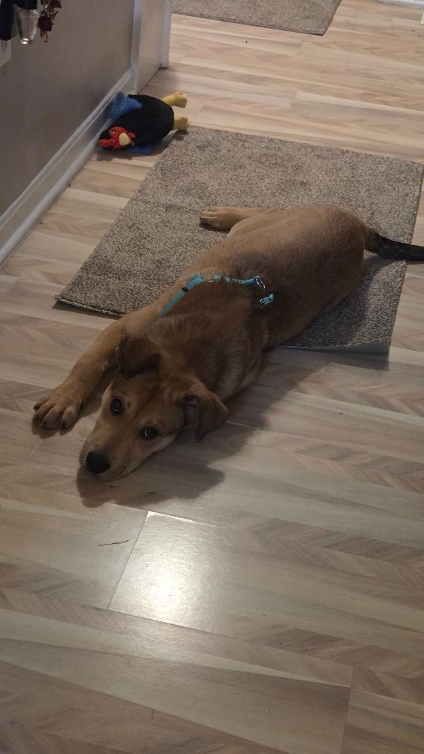 Enlarge Biscuit, a ADOPTABLE mixed breed in Wadsworth, OH image 3/3