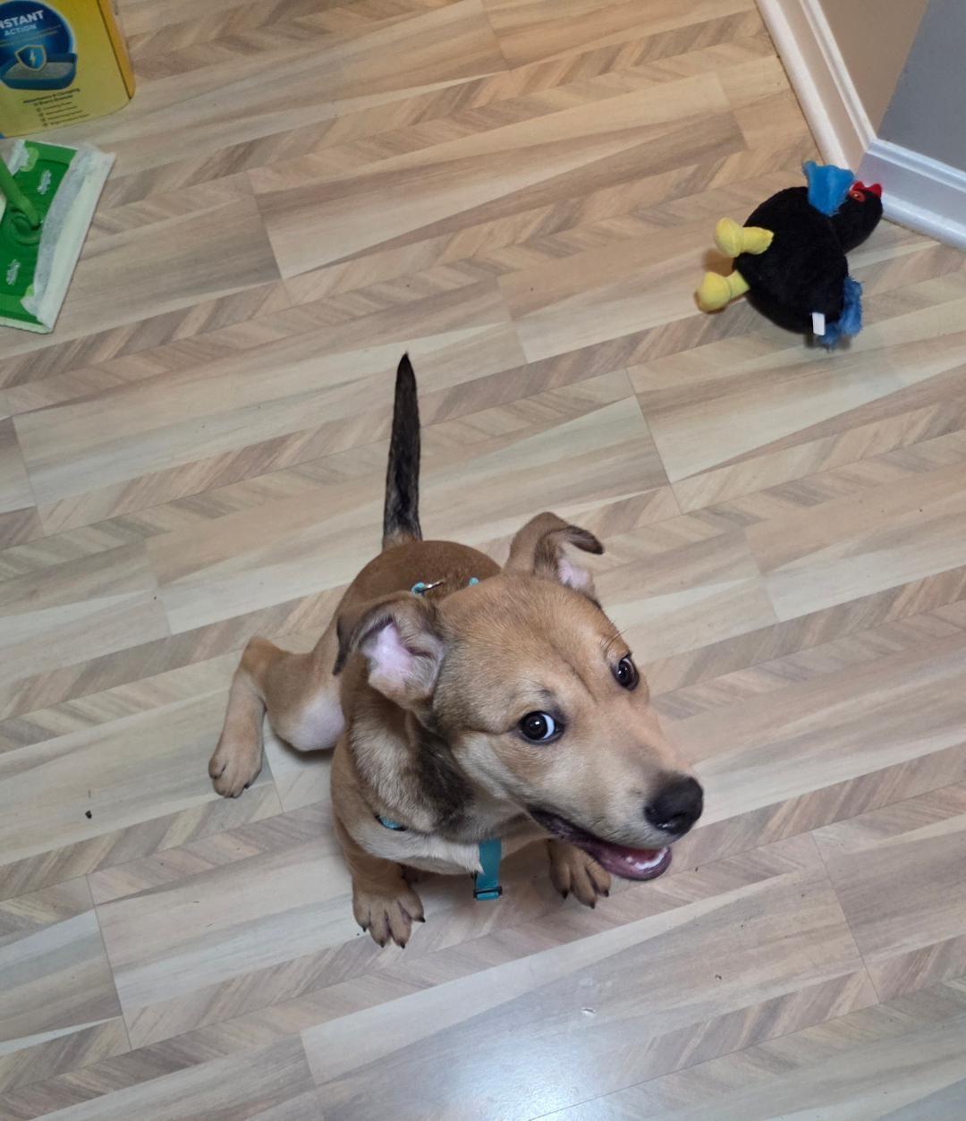 Enlarge Biscuit, a ADOPTABLE mixed breed in Wadsworth, OH image 2/3