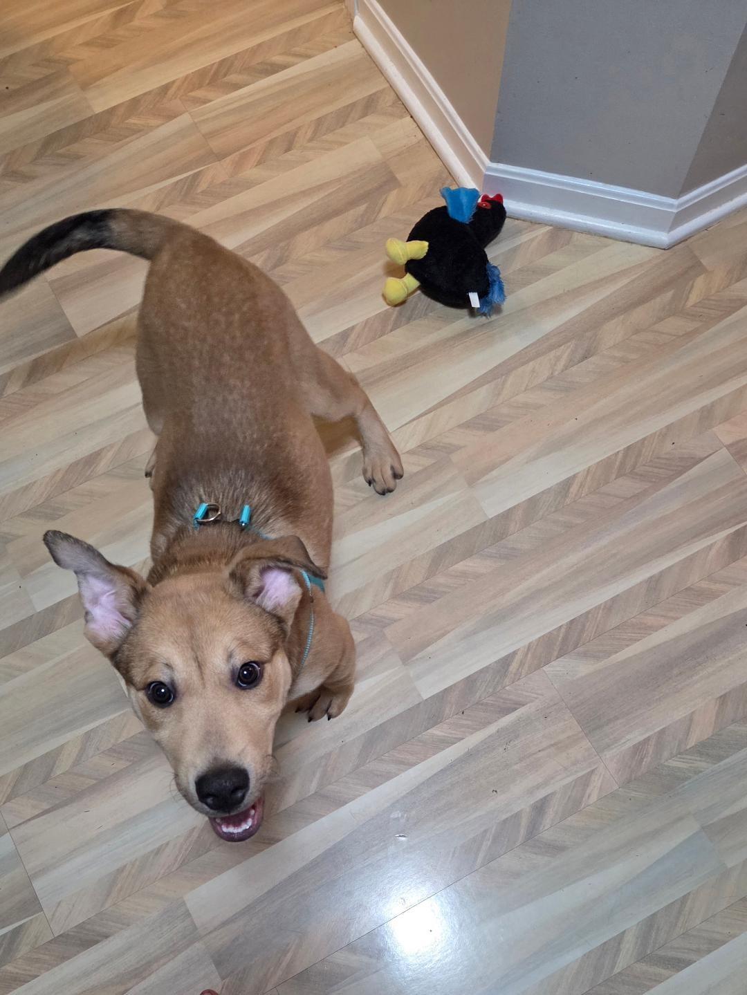 Biscuit, ADOPTABLE, Puppy Male Labrador Retriever & Shepherd.