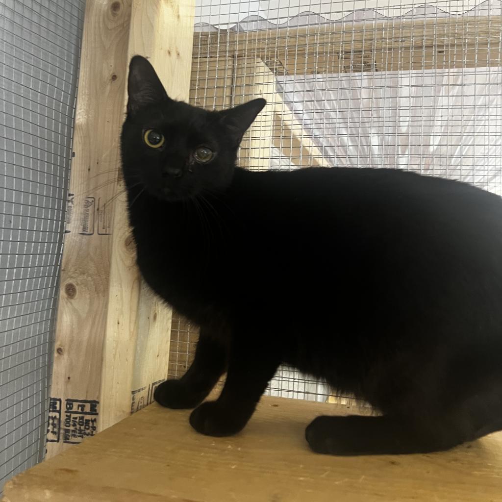 Winnie, a Adoptable Domestic Short Hair in Wappingers Falls, NY image 4/4