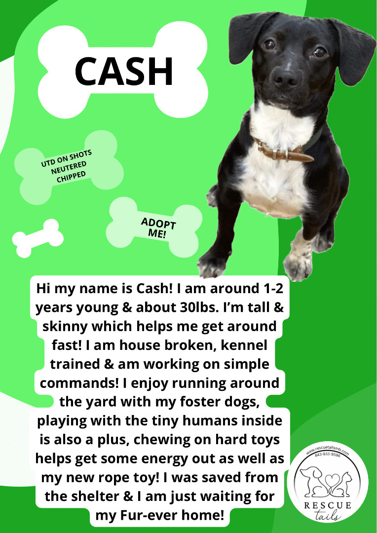 Enlarge Cash, a Adopted mixed breed in Conway, SC image 1/1