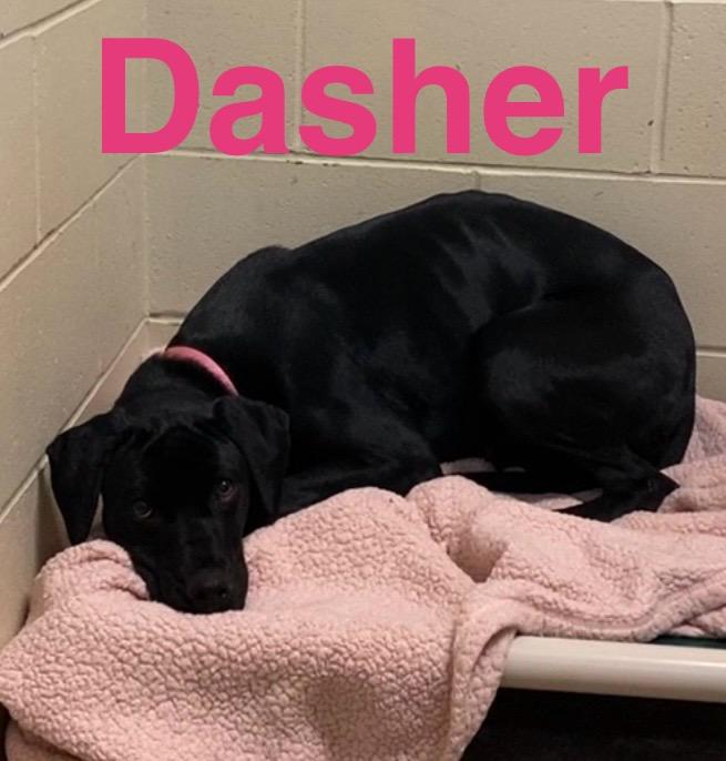 Dasher