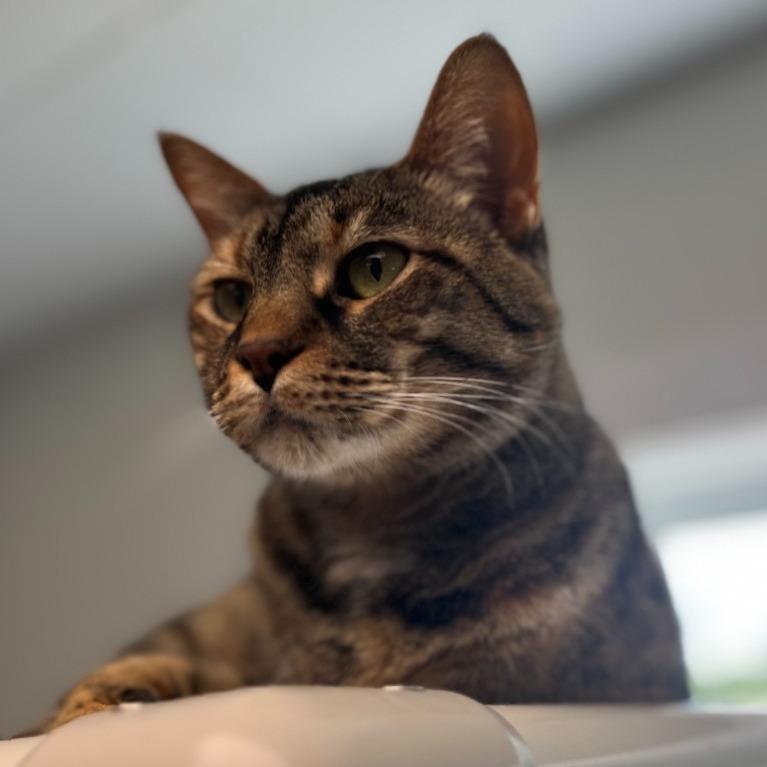 Lynxx, Adoptable, Senior Female Domestic Short Hair.