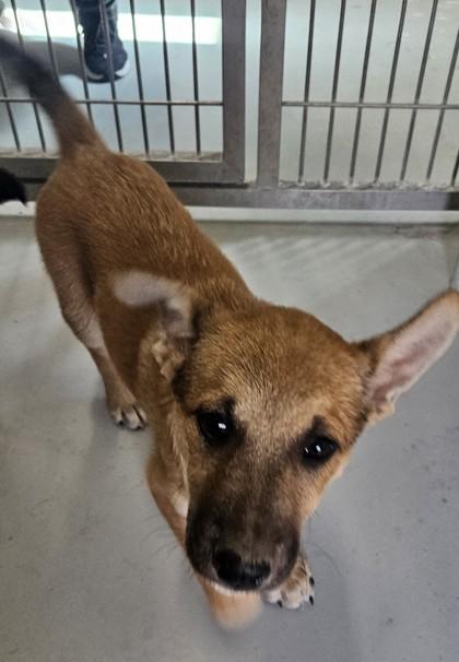Chester, Adoptable, Young Male Shepherd & Mixed Breed.