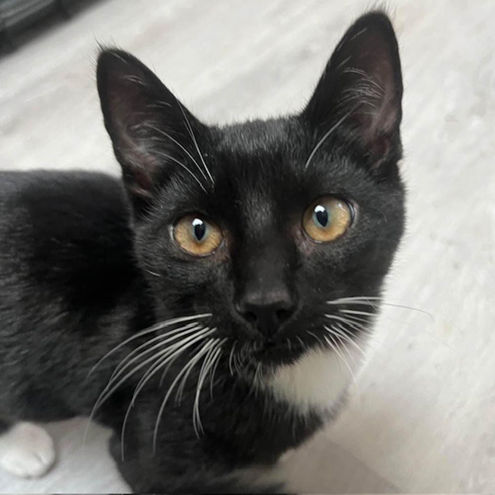 Franklin — thumbnail 2