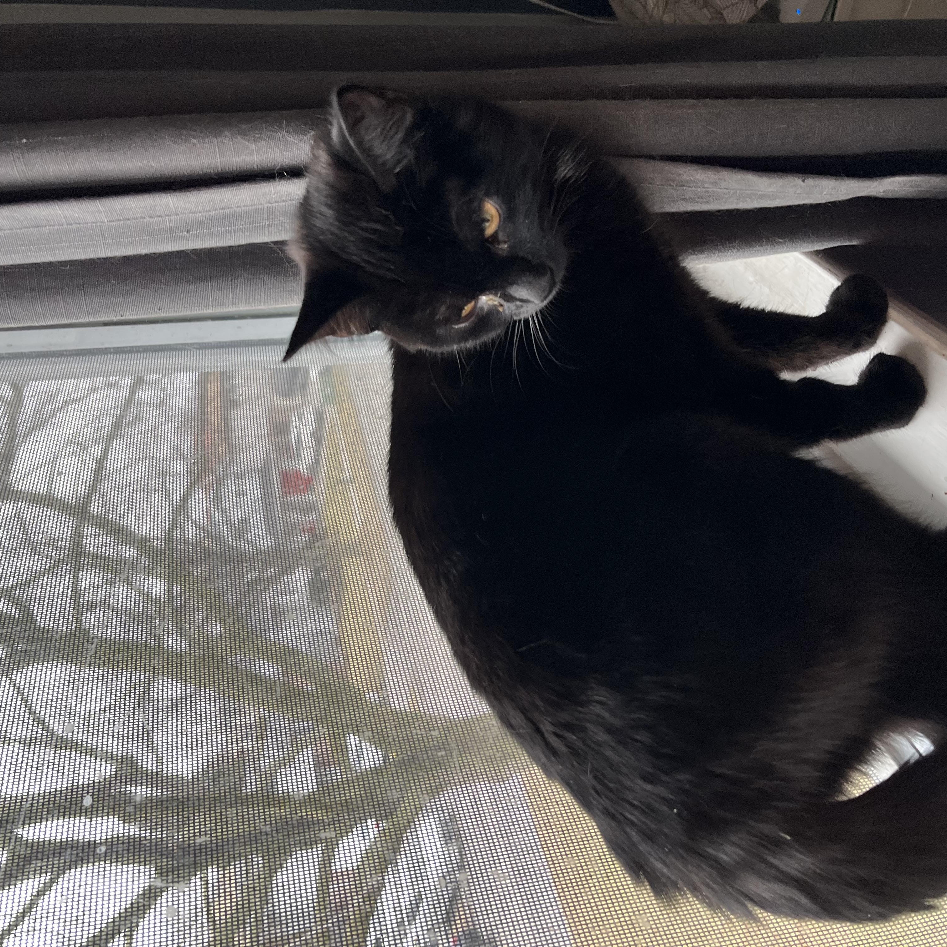 Enlarge Andromeda MUST BE ADOPTED AS A BUDDY, a ADOPTABLE Domestic Short Hair in Toronto, ON image 4/4