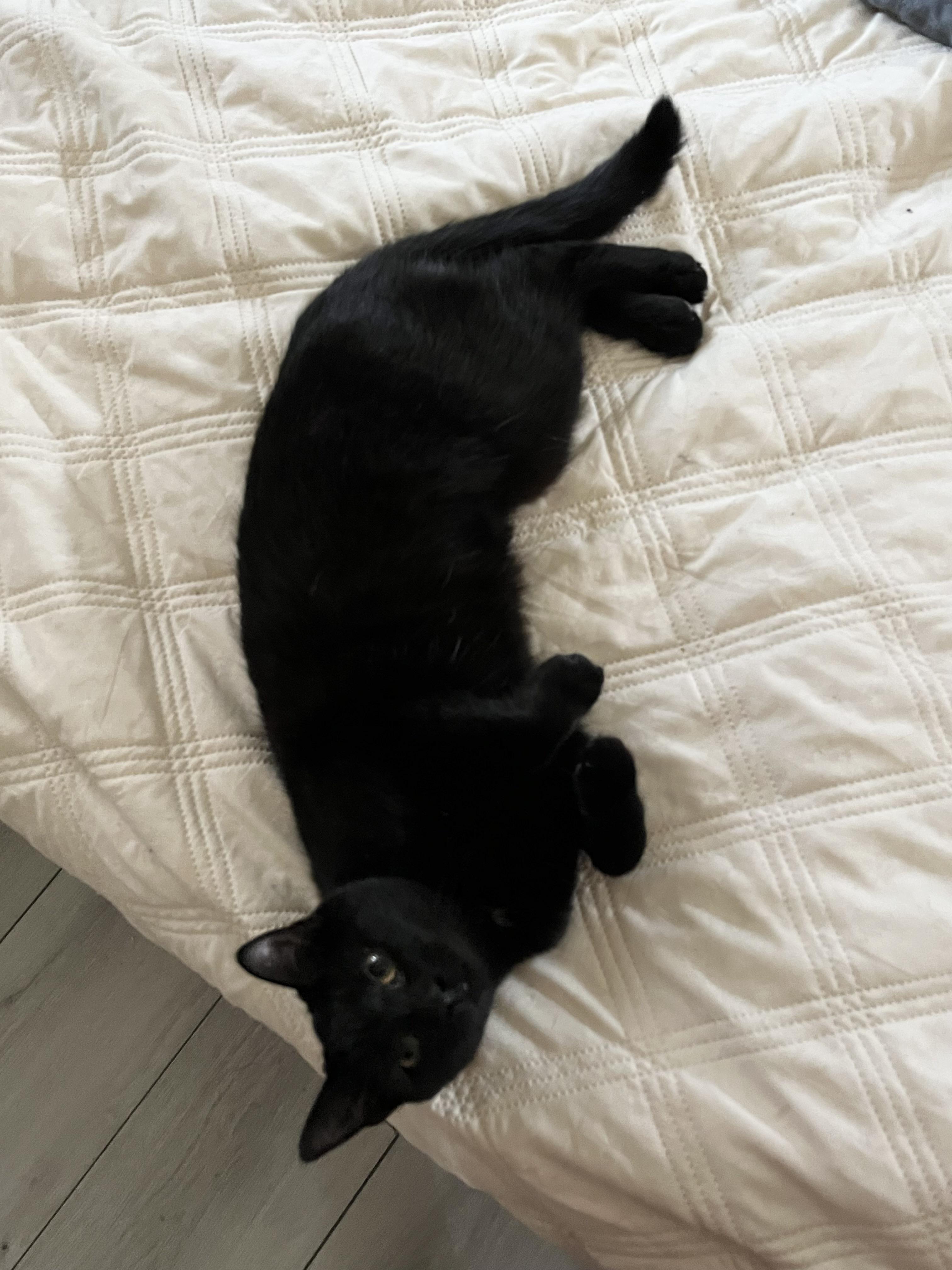 Enlarge Andromeda MUST BE ADOPTED AS A BUDDY, a ADOPTABLE Domestic Short Hair in Toronto, ON image 3/4