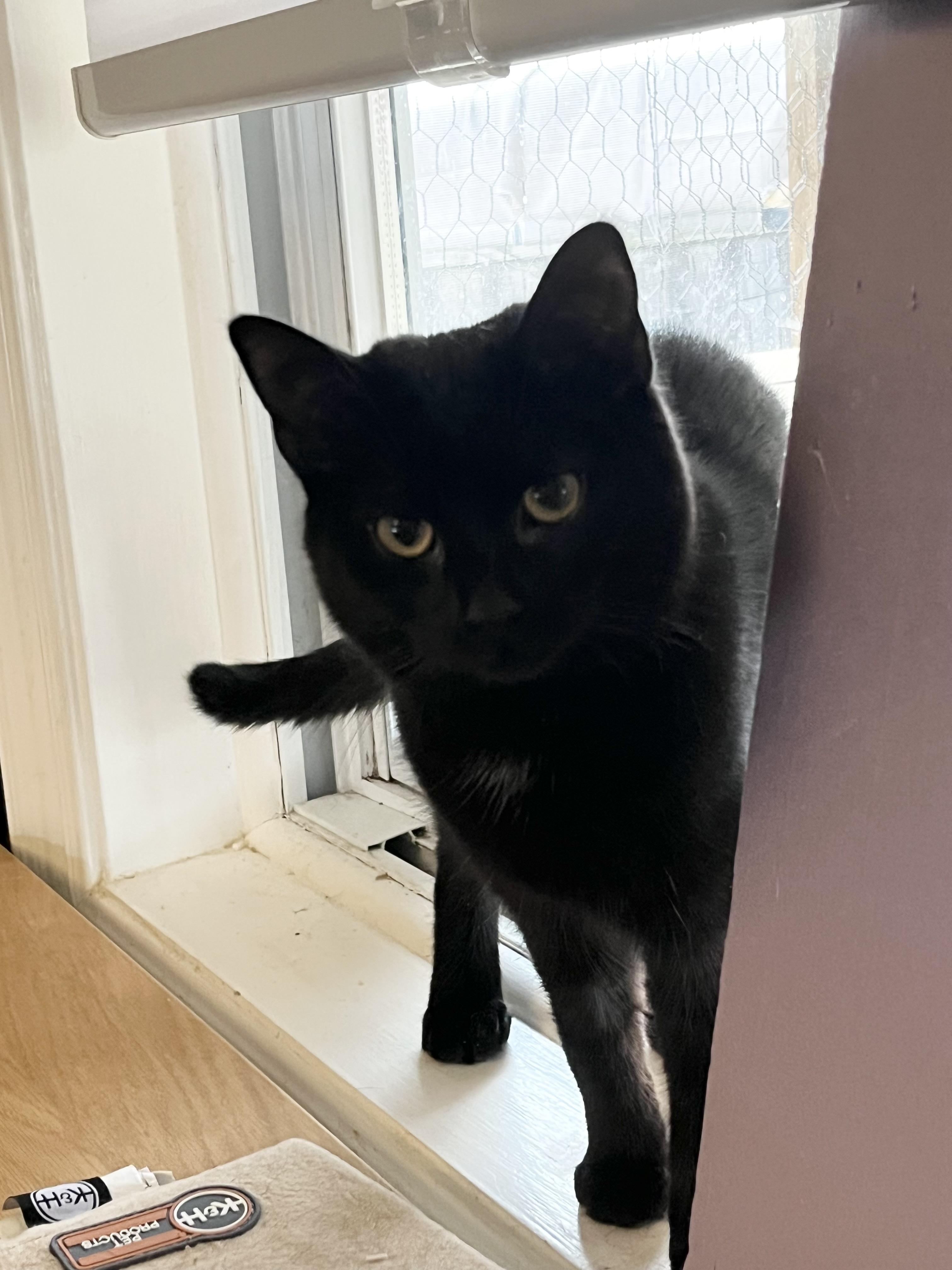 Andromeda MUST BE ADOPTED AS A BUDDY, ADOPTABLE, Young Female Domestic Short Hair.