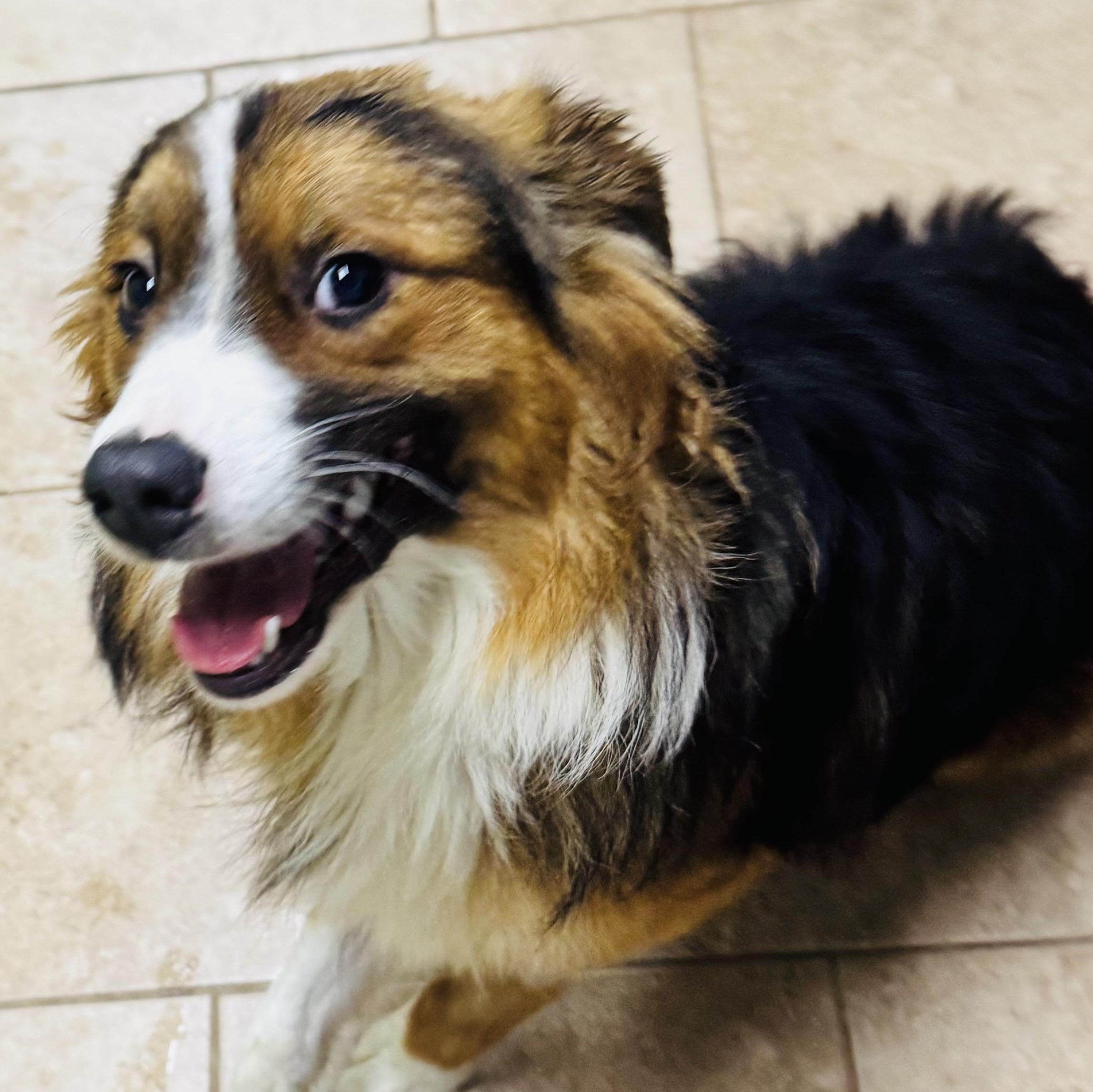 Buddy, ADOPTABLE, Young Male Australian Shepherd.