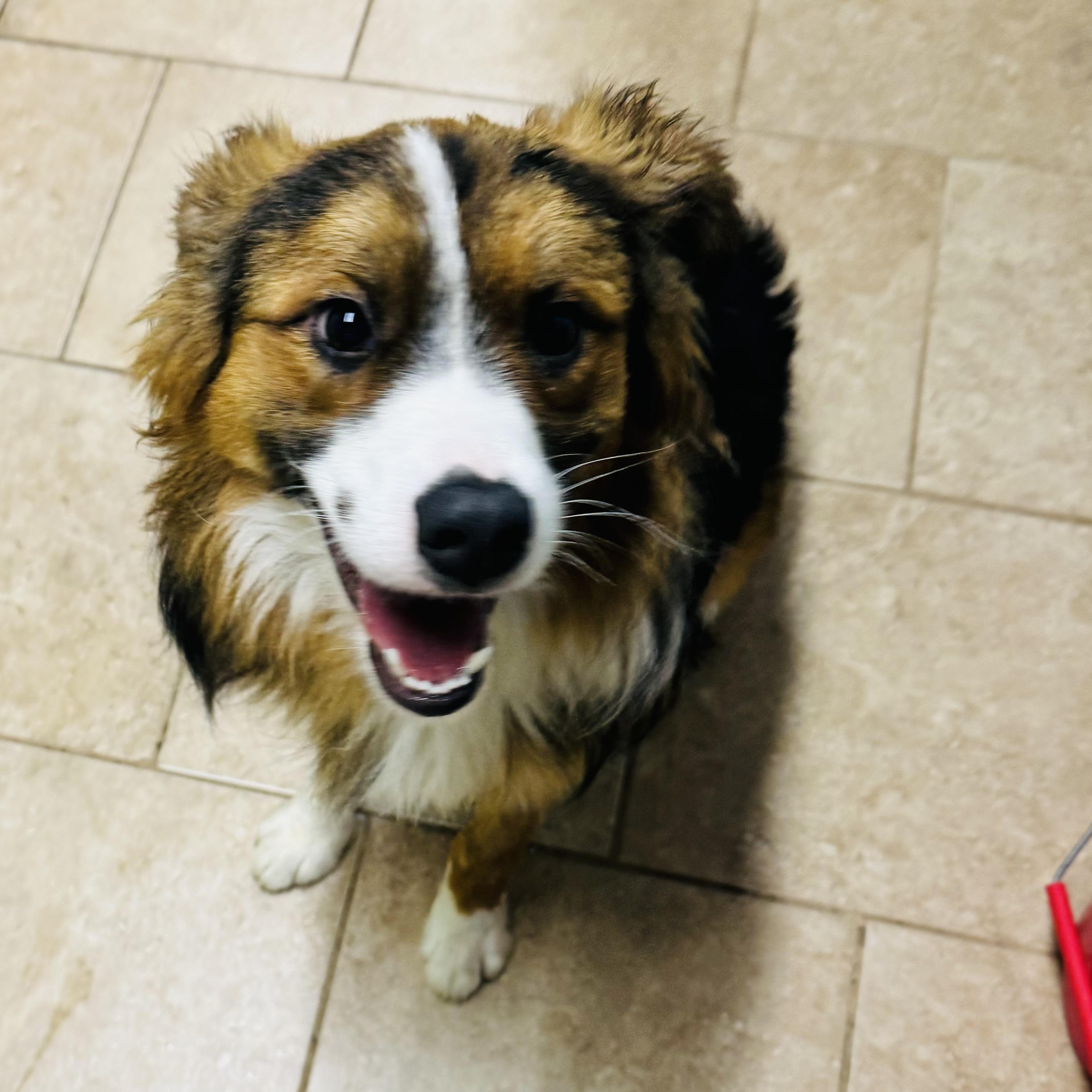 Buddy, a ADOPTABLE Australian Shepherd in Louisburg, KS image 5/5
