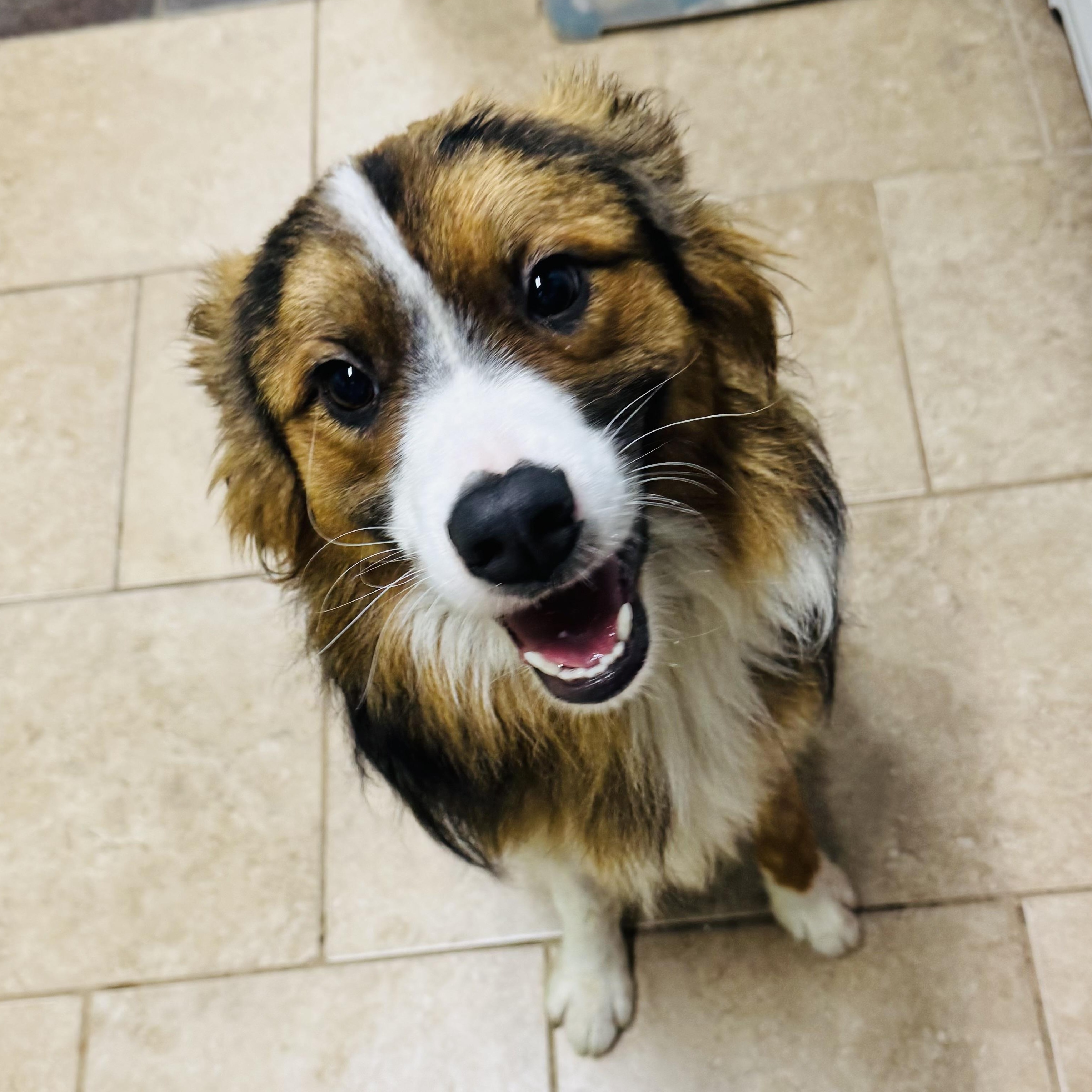 Buddy, a ADOPTABLE Australian Shepherd in Louisburg, KS image 3/5