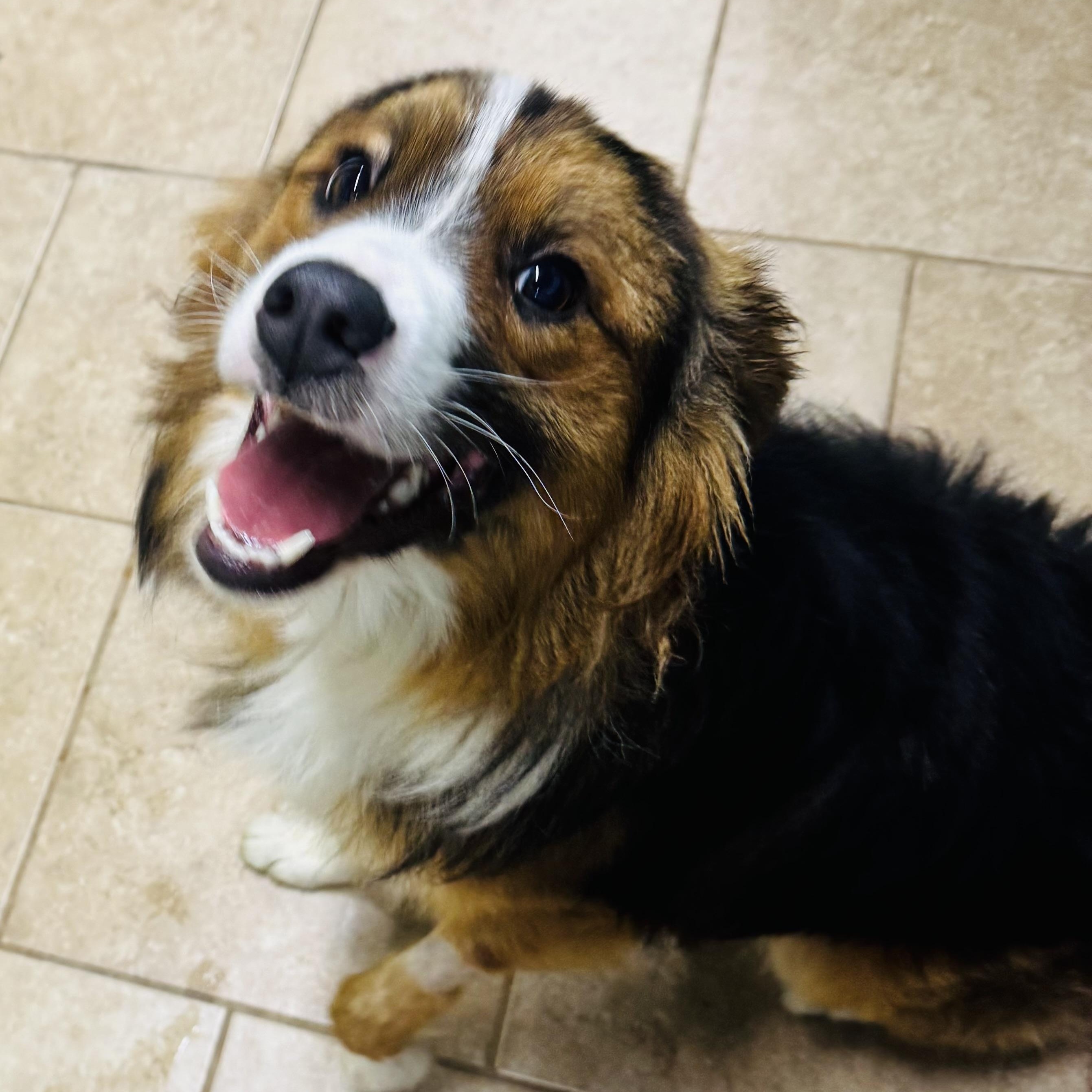Buddy, a ADOPTABLE Australian Shepherd in Louisburg, KS image 2/5