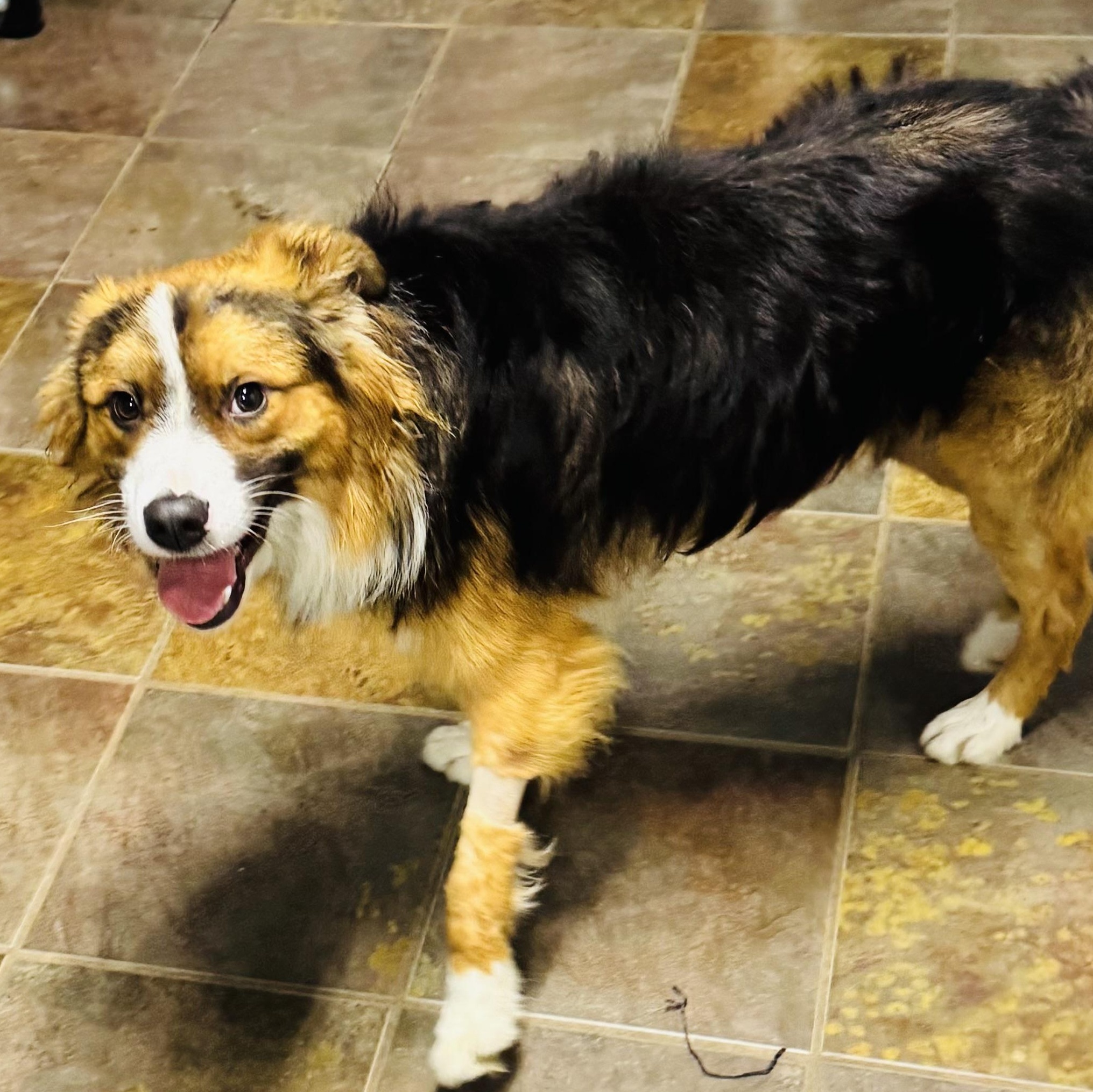 Buddy, a ADOPTABLE Australian Shepherd in Louisburg, KS image 4/5