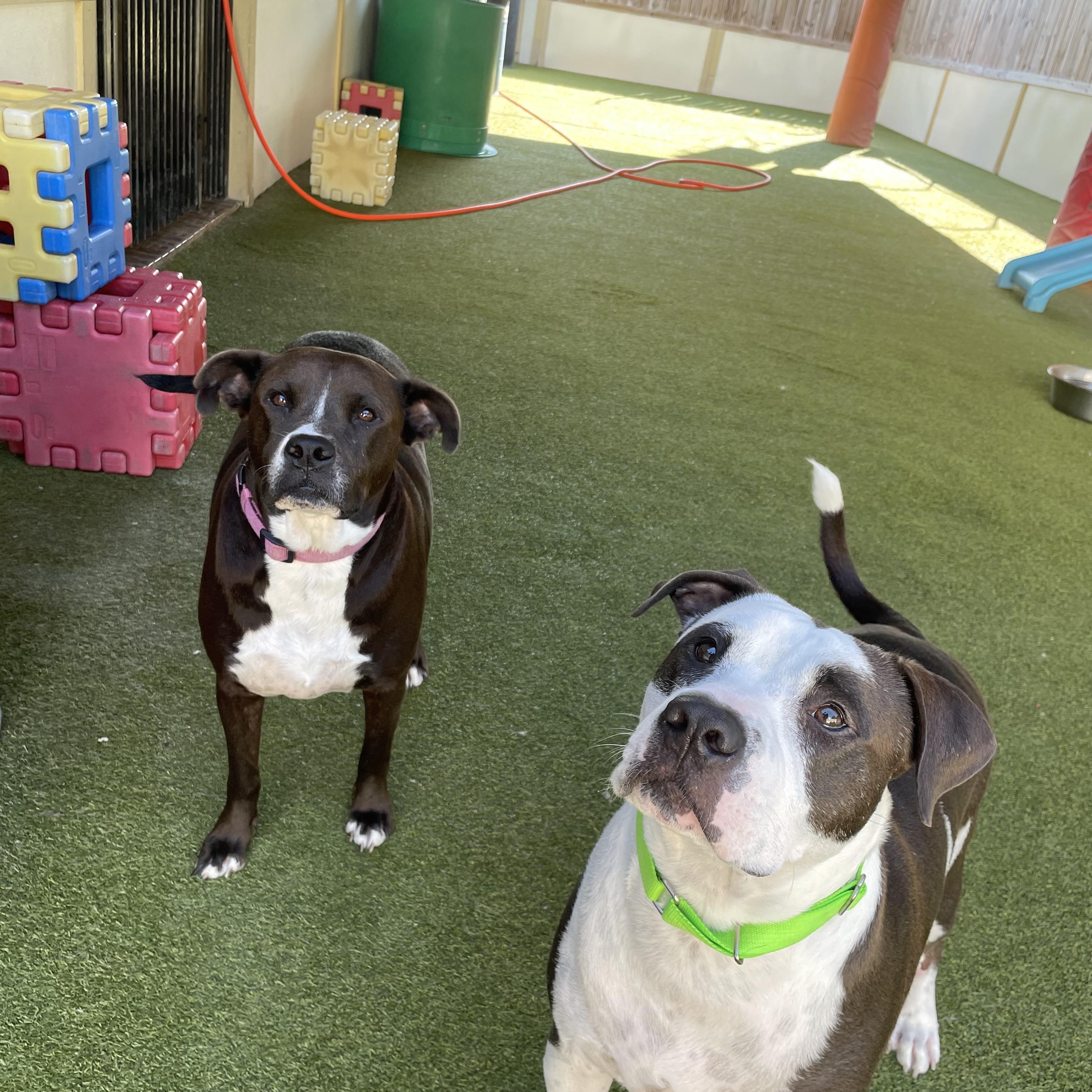 Talen and Raisen, Adoptable, Adult Female Pit Bull Terrier.