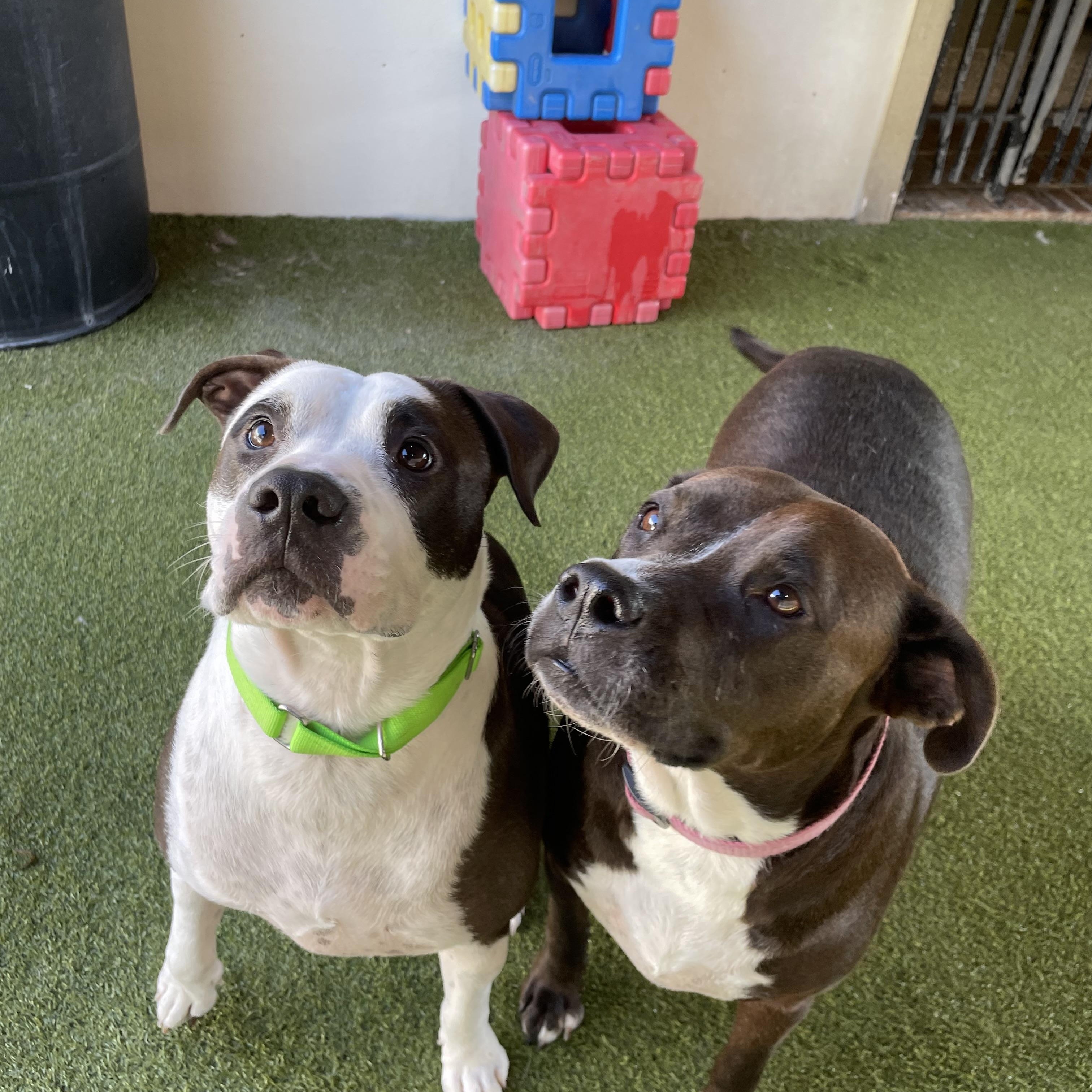 Enlarge Talen and Raisen, a Adoptable mixed breed in Houston, TX image 2/5