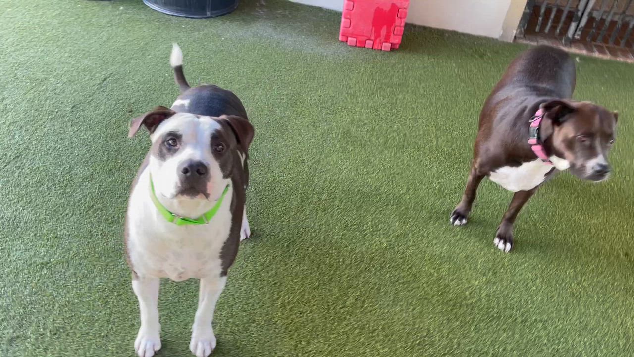 Enlarge Talen and Raisen, a Adoptable mixed breed in Houston, TX video 5/5