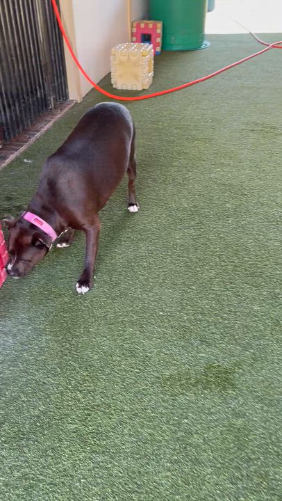 Enlarge Talen and Raisen, a Adoptable mixed breed in Houston, TX video 3/5