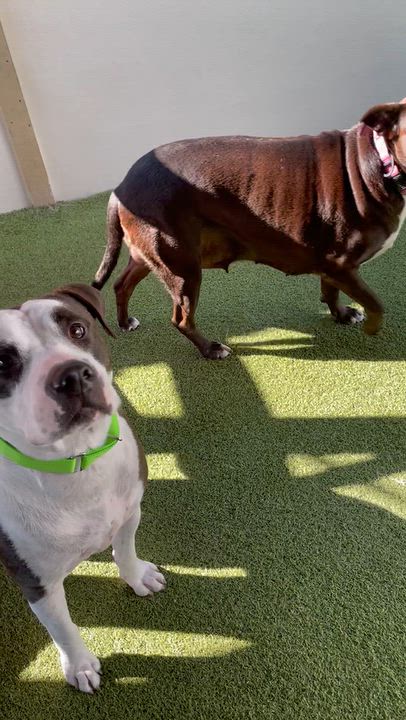 Enlarge Talen and Raisen, a Adoptable mixed breed in Houston, TX video 4/5