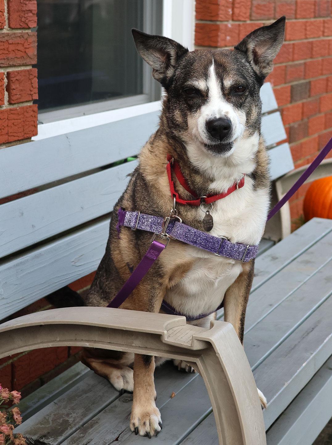 Coco, a ADOPTABLE mixed breed in Harrison, NY image 2/6