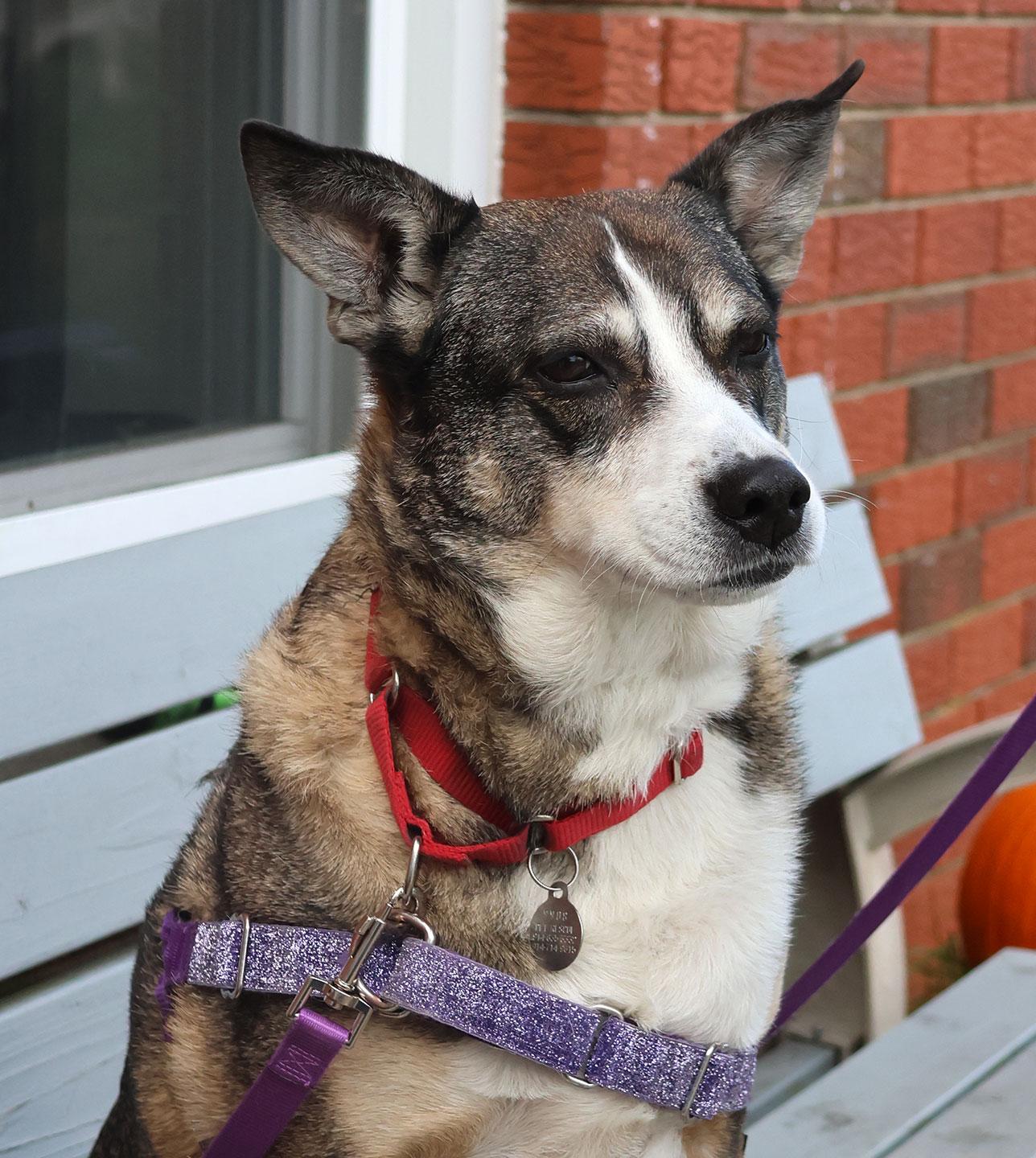 Coco, a ADOPTABLE mixed breed in Harrison, NY image 1/6