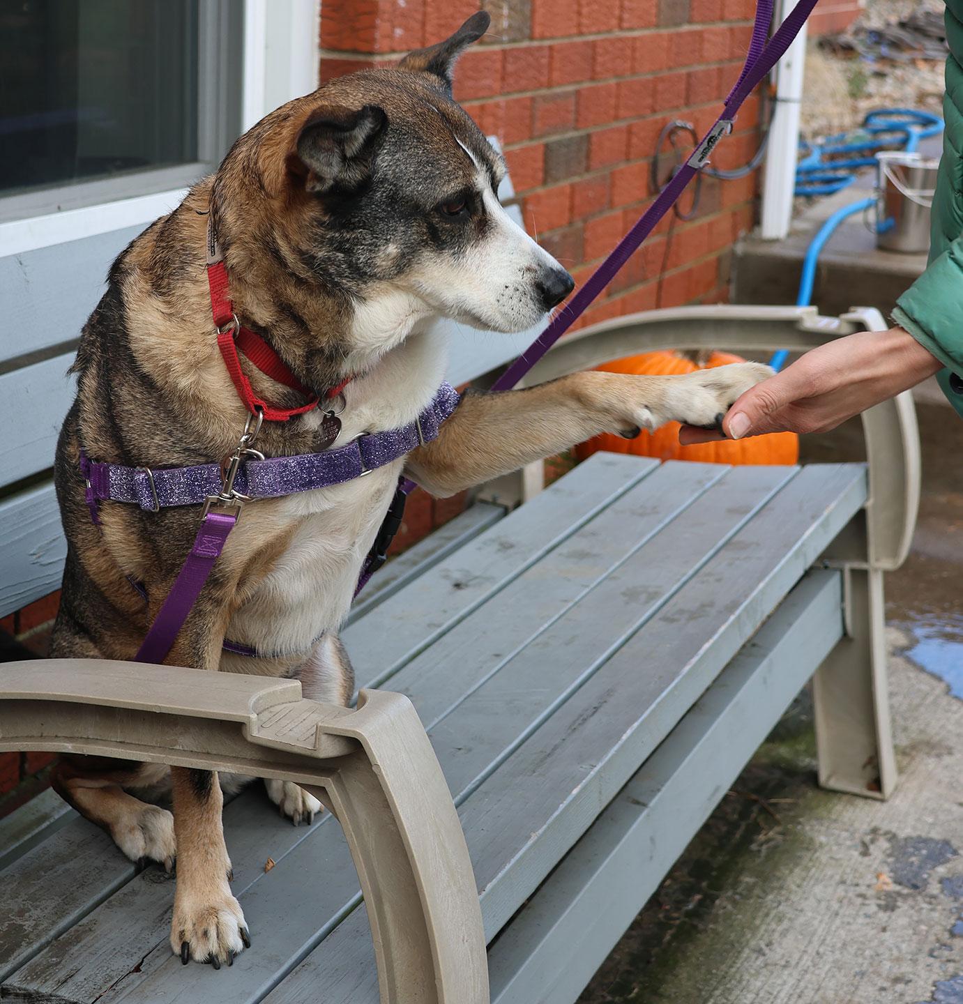 Coco, a ADOPTABLE mixed breed in Harrison, NY image 4/6
