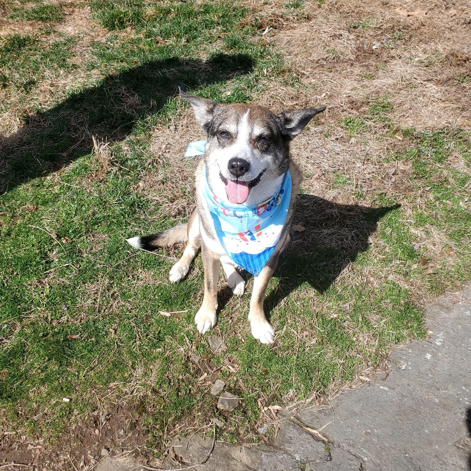 Enlarge Coco, a ADOPTABLE mixed breed in Harrison, NY image 6/6