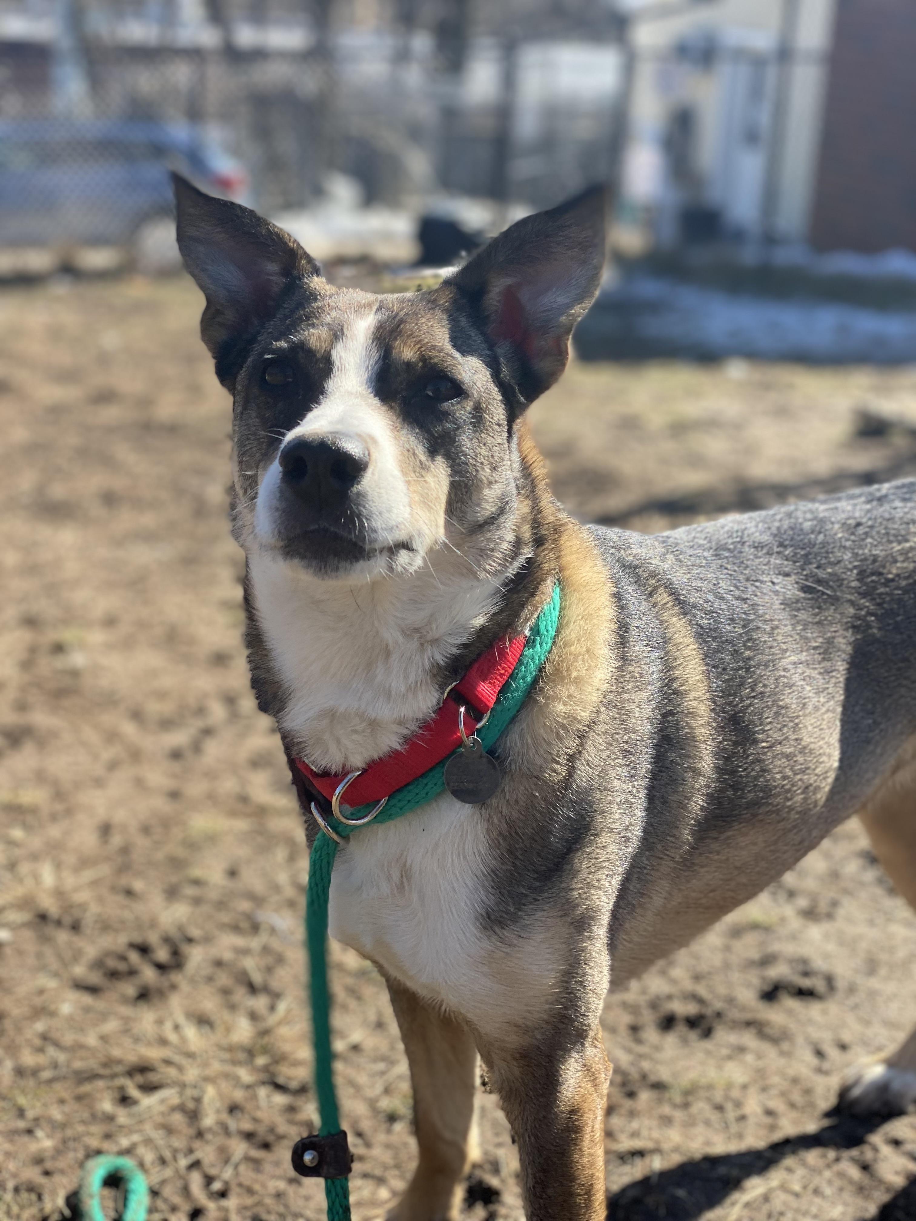 Coco, a ADOPTABLE mixed breed in Harrison, NY image 6/6