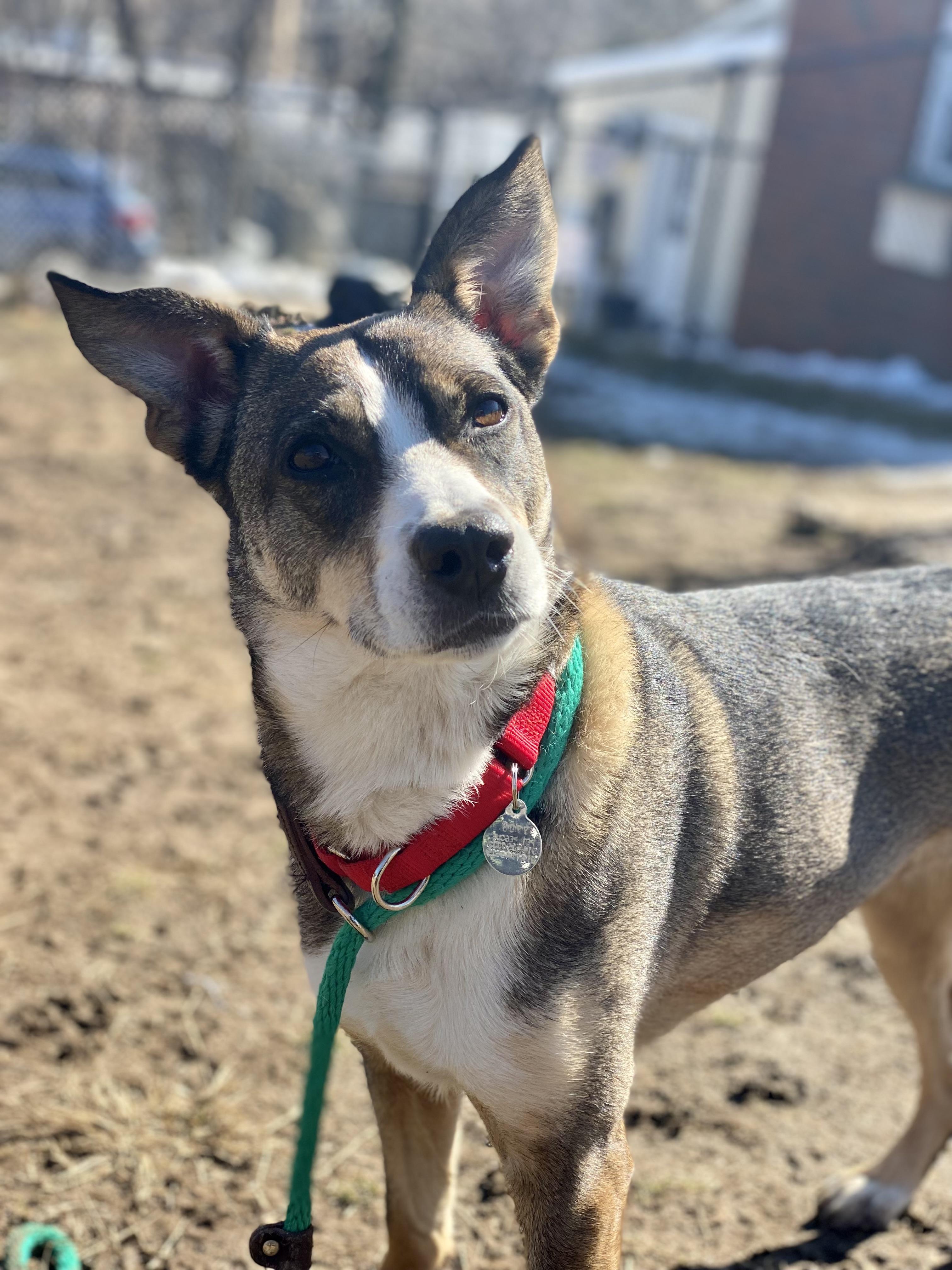 Coco, a ADOPTABLE mixed breed in Harrison, NY image 5/6