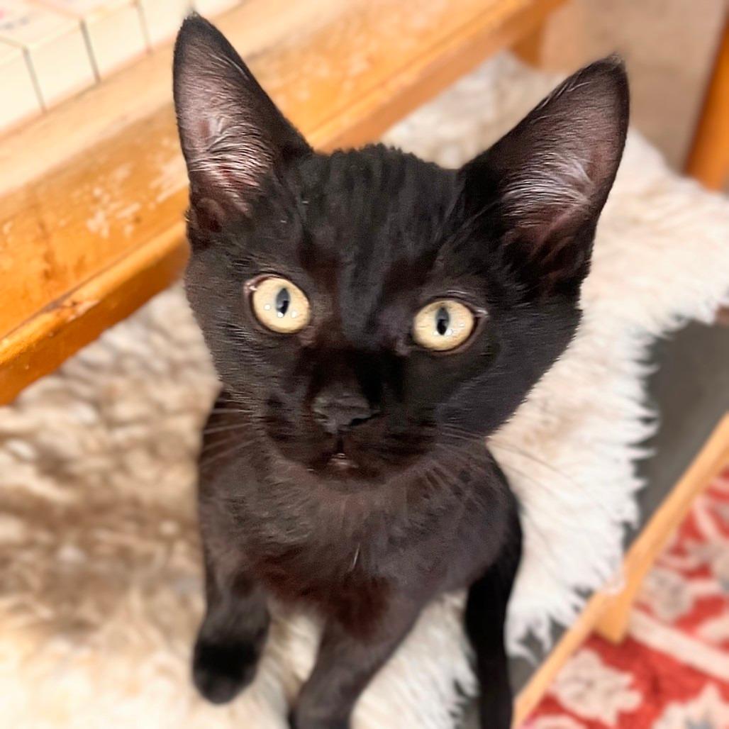 Soot — thumbnail 2