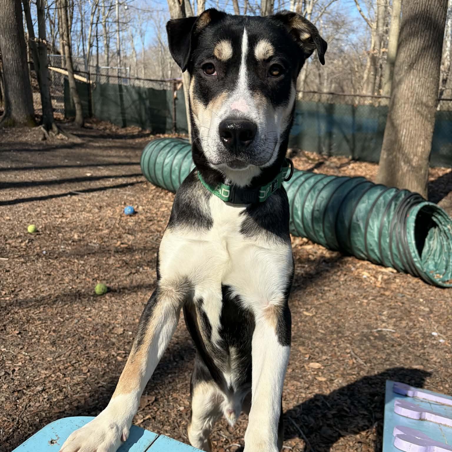 Enlarge Cork, a ADOPTABLE Mixed Breed in Sunderland, MD image 4/6