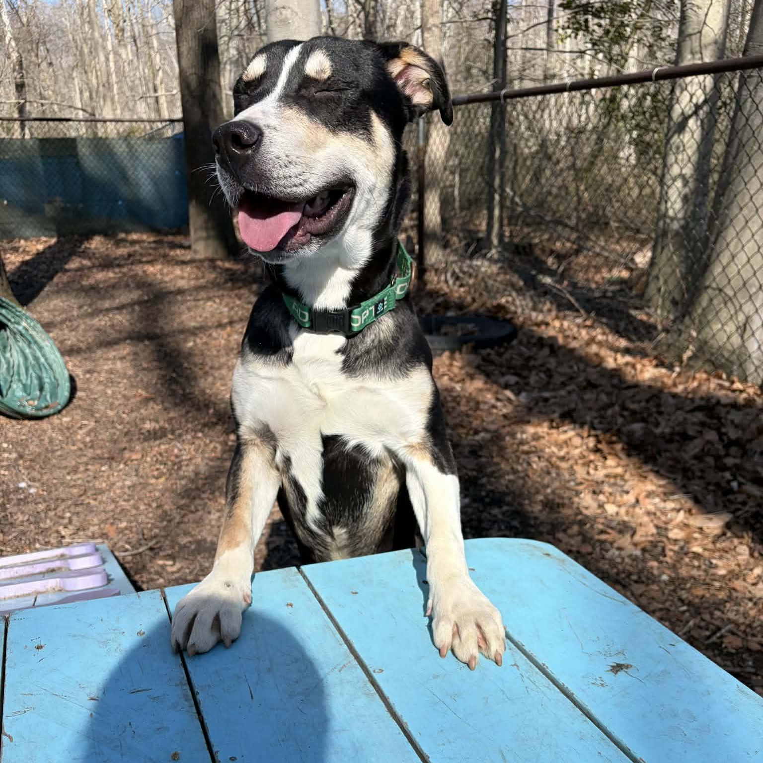Enlarge Cork, a ADOPTABLE Mixed Breed in Sunderland, MD image 6/6