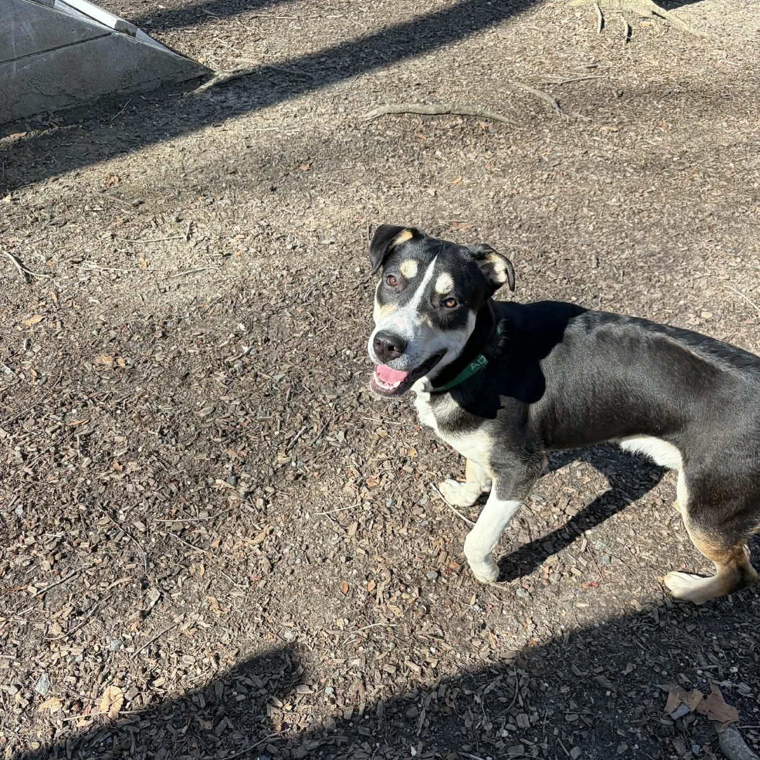 Enlarge Cork, a ADOPTABLE Mixed Breed in Sunderland, MD image 3/6