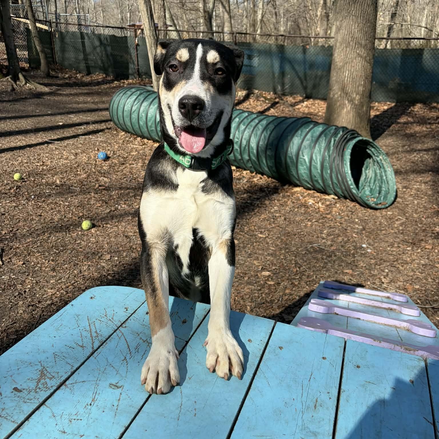 Enlarge Cork, a ADOPTABLE Mixed Breed in Sunderland, MD image 1/6