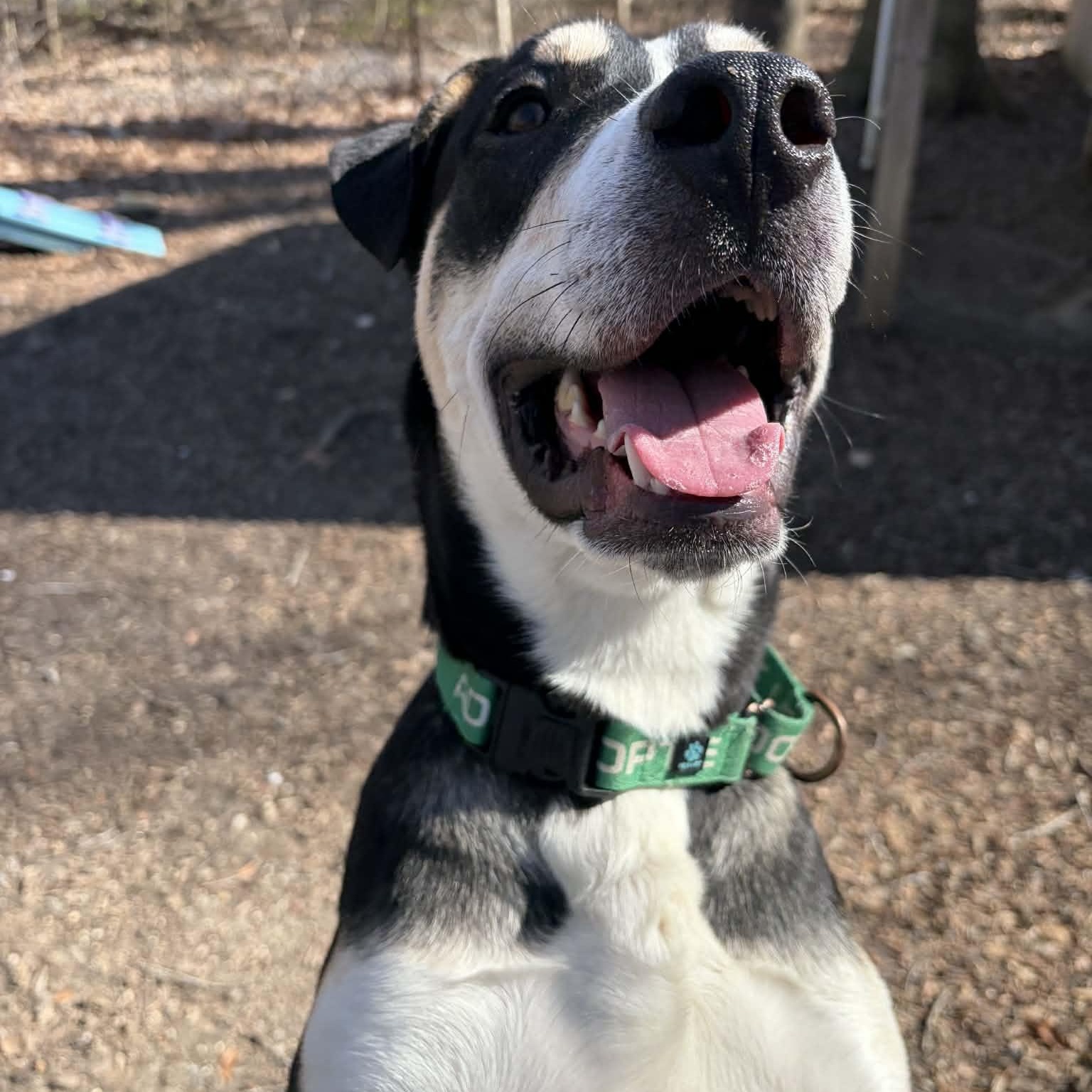 Enlarge Cork, a ADOPTABLE Mixed Breed in Sunderland, MD image 5/6