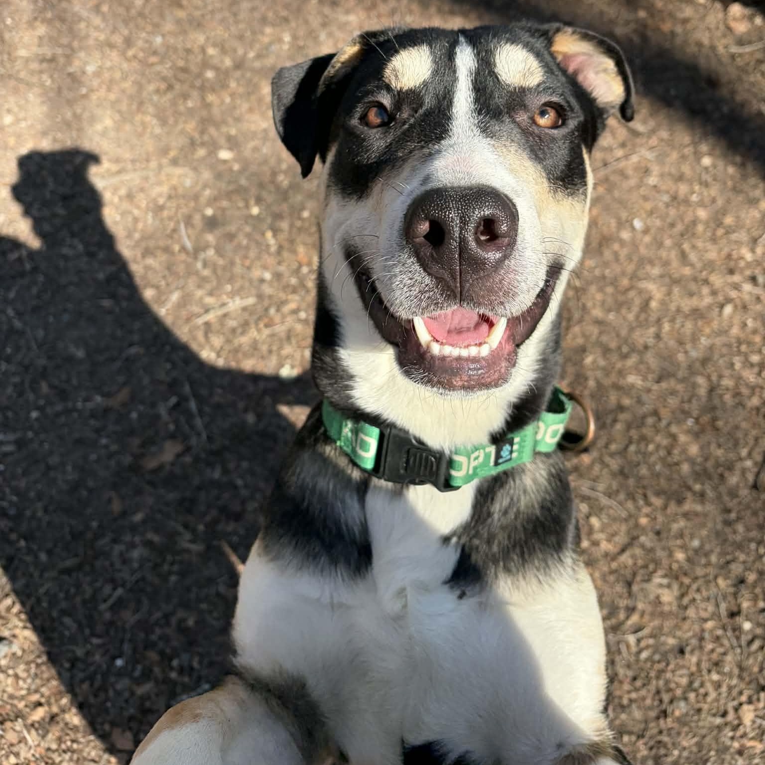 Enlarge Cork, a ADOPTABLE Mixed Breed in Sunderland, MD image 2/6