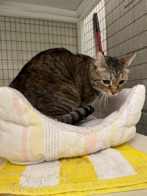 Enlarge LITTLE BIT, a Adoptable Domestic Short Hair in Peoria, IL image 1/1